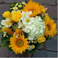 Sunflower sparkle (Compact)